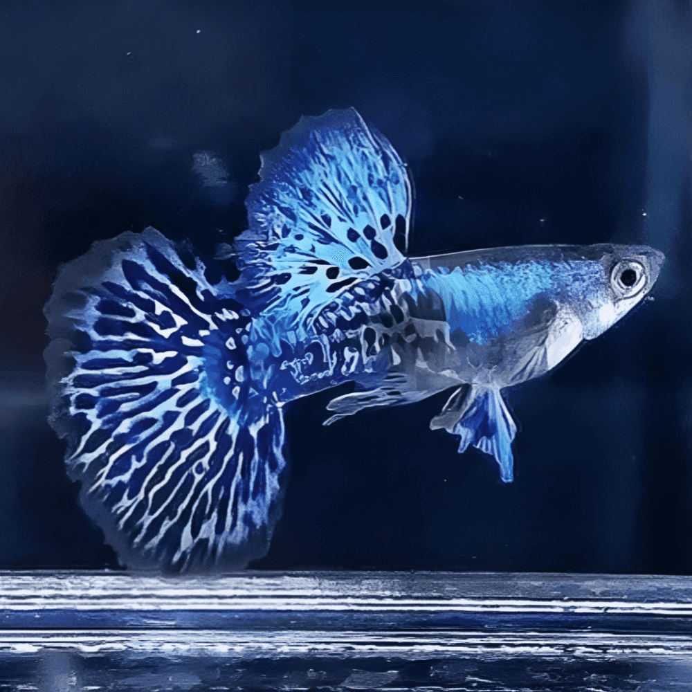 Guppy de linhagem premium