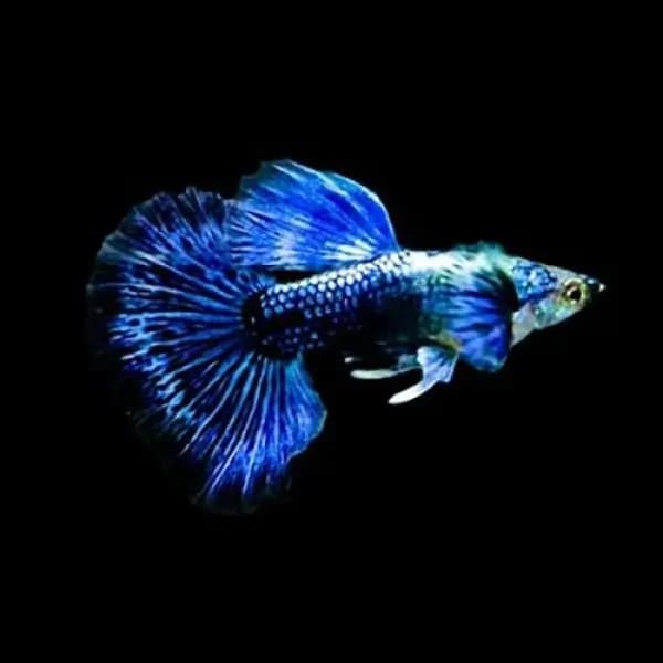 Macho de guppy Blue Dragon, azul metálico com cauda em leque
