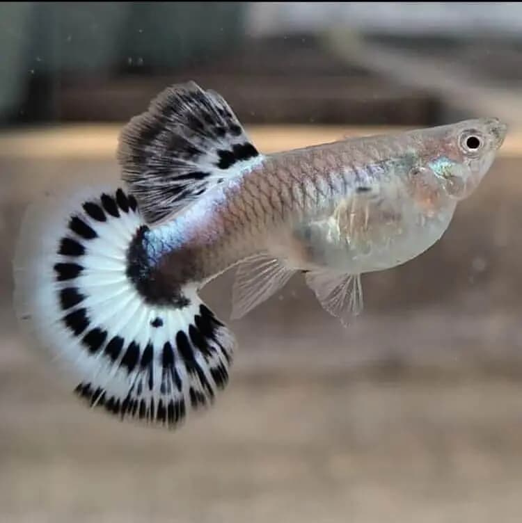 Fêmea de guppy Ivory, corpo claro e robusto, com cauda branca de renda preta