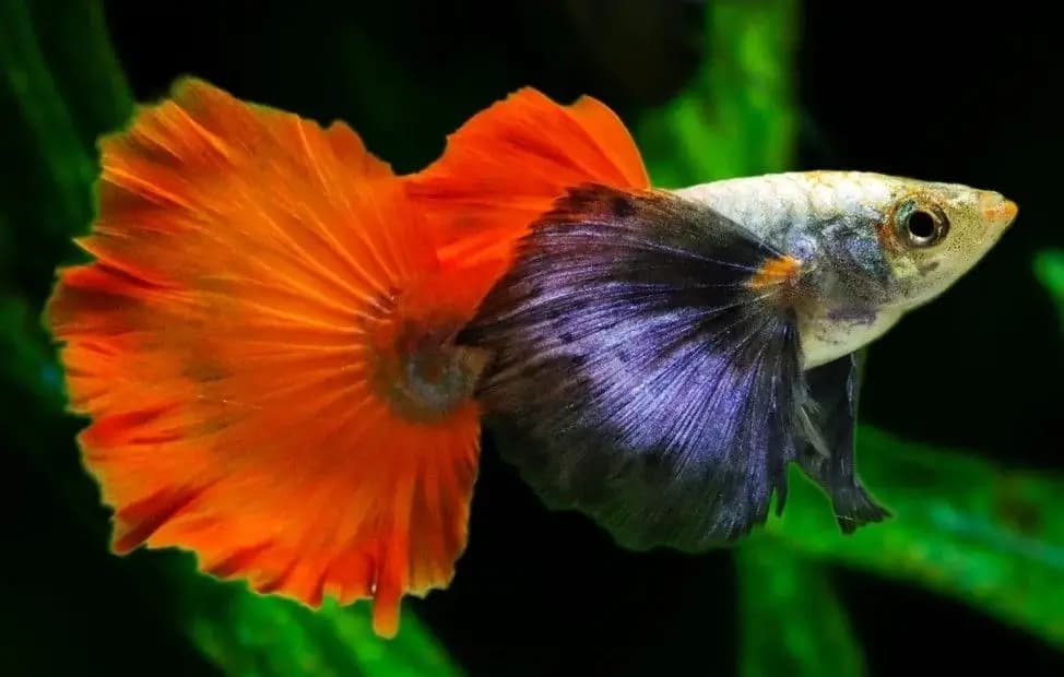 Macho de guppy Red Spanish, cauda grande bicolor laranja e escura