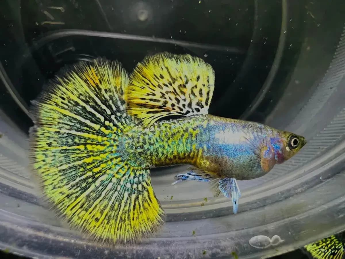 Macho de guppy Yellow Dragon, cauda amarela com renda preta fina