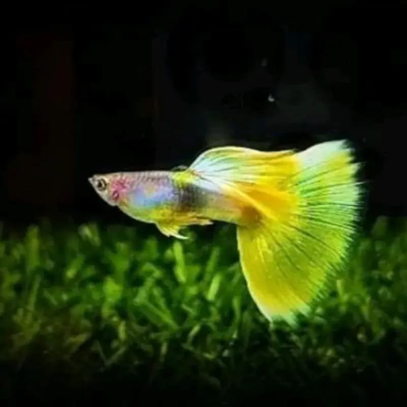 Macho de guppy Yellow Pingu, corpo pastel e cauda amarela