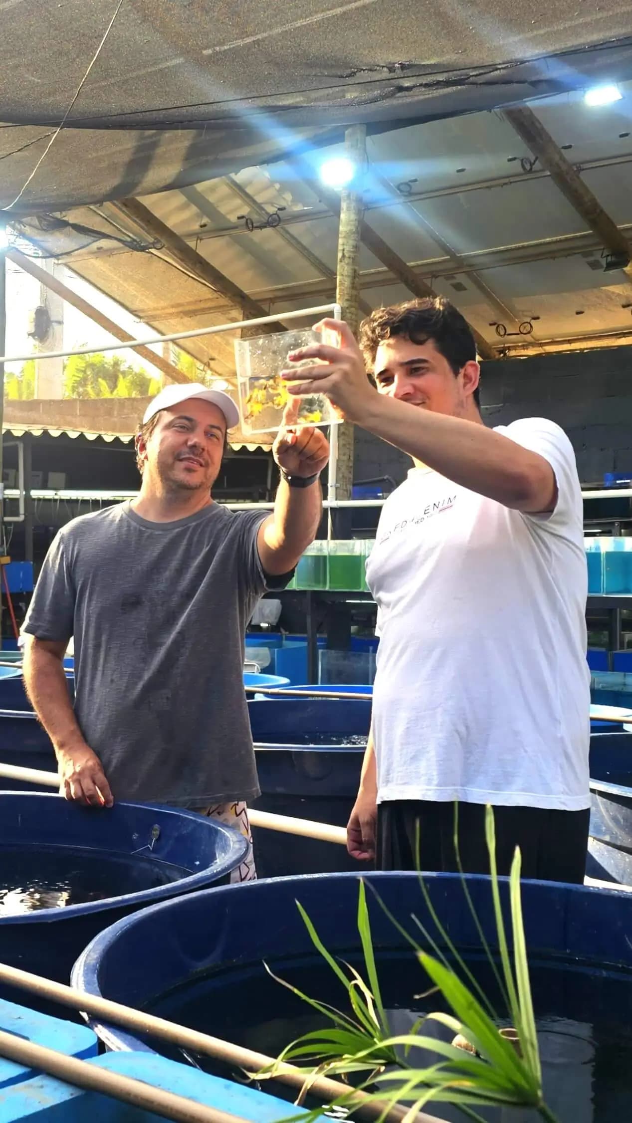 Manassés e Lucas avaliando um guppy na estufa da Marchezi Guppy Farm em Guarapari