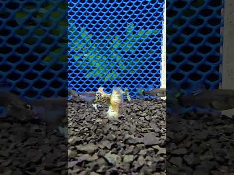Guppy Metal Yellow Dragon
