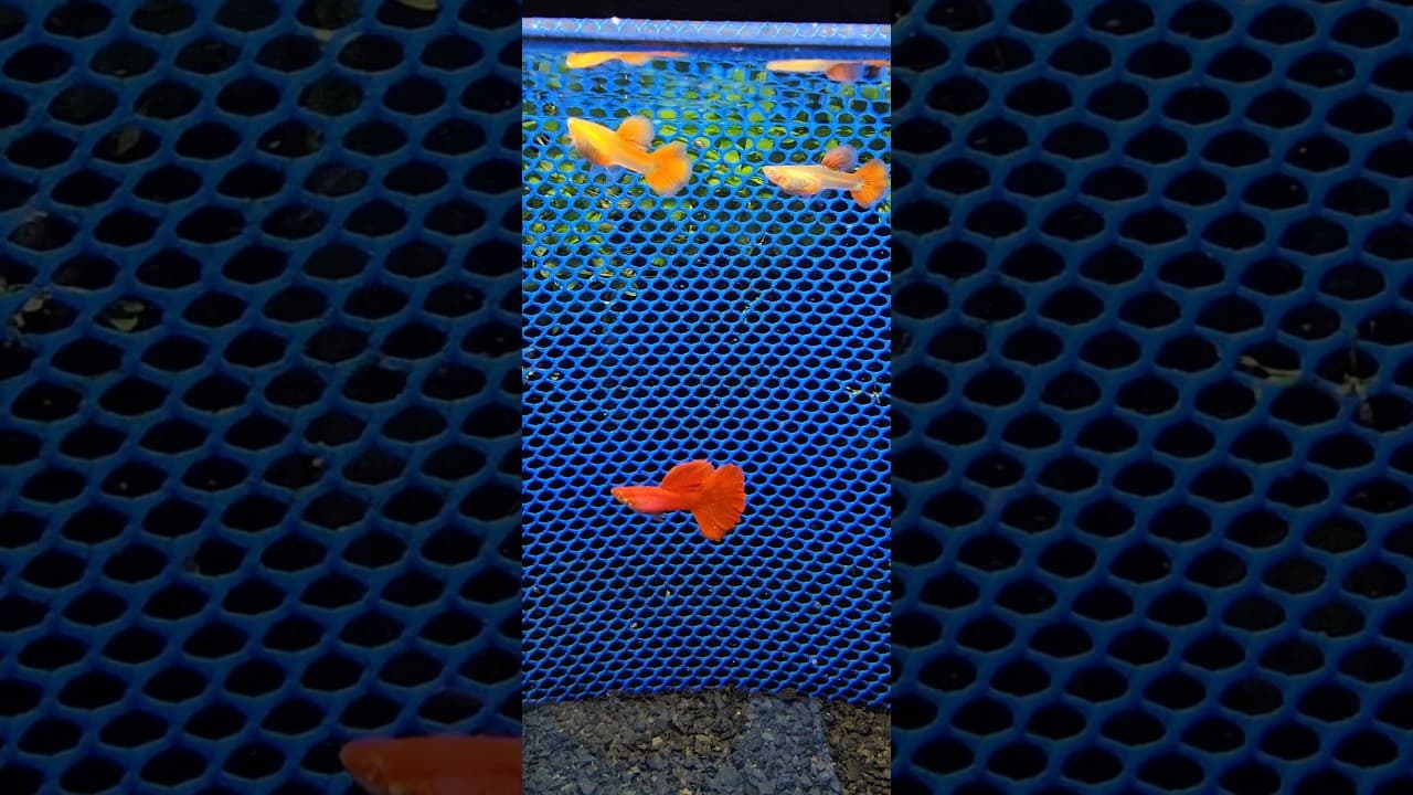 Guppy Full Red Big Dorsal (Linhagem Selecionada)