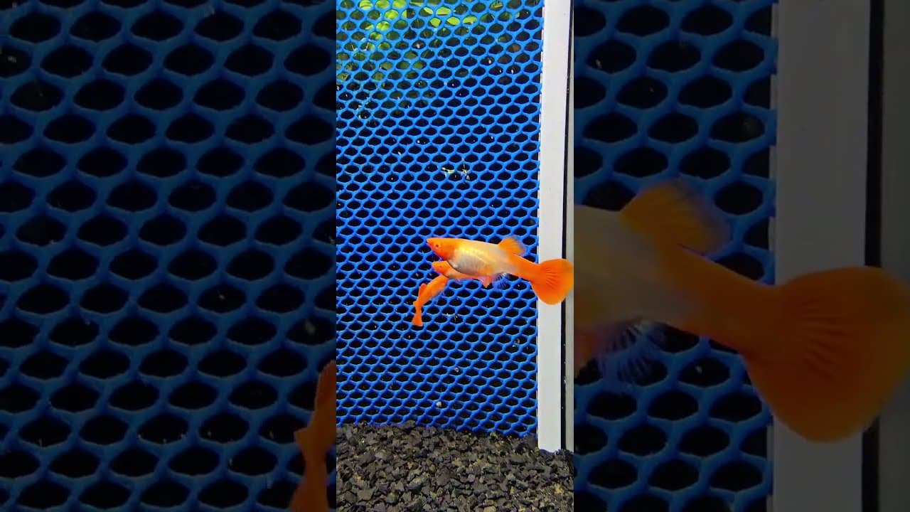 Guppy Koi Albino Red Cap — Linhagem Premium