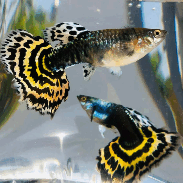 Casal Yellow Tiger