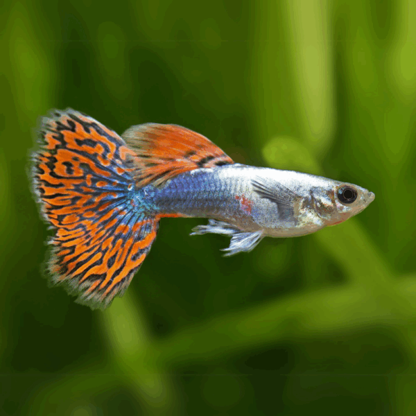 Guppy Red Dragon