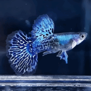 Guppy Dragon Blue