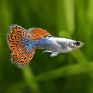Guppy Red Dragon
