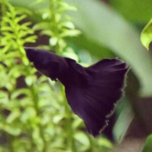 Guppy Full Black