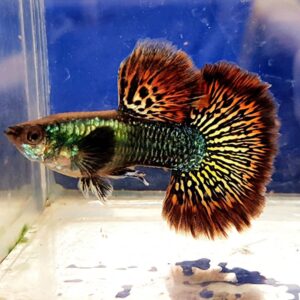 Guppy Red Dragon